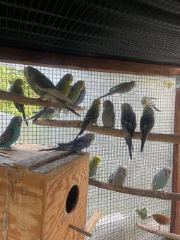 Andulky z volieri - 7