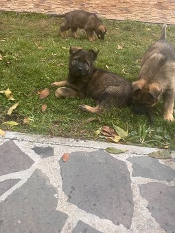 Nemecký ovčiak - 7