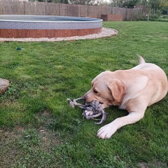 Labrador na krytie - 7