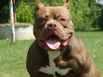 American bully - 7