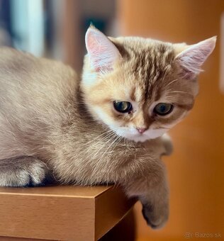 Scottish Straight v zlatej farbe - 7