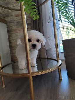 Maltezák šteniatko - 7