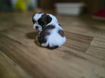 Shi-tzu - 7