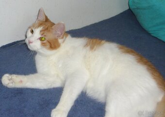 HĽADÁ SA DOBRÁ RODINKA - 7