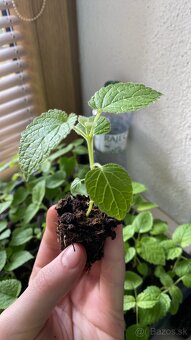 Paulownia Tomentosa rýchlorastúci strom - 7
