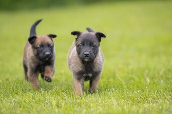 Belgický ovčiak malinois šteniatka s PP rodokmeňom - 7