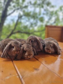 Zdrobnené králiky - barančeky - 7
