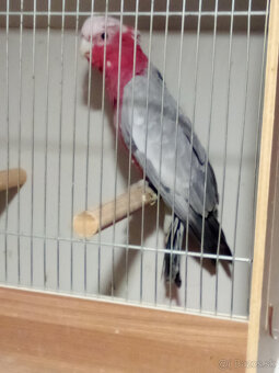 Kakadu ružový - ROK 2025 - 7