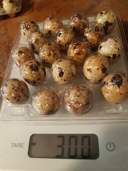 Prepelica japonská násadové vajcia - 7