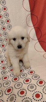 Predám šteniatka slovenského Čuvača - 7