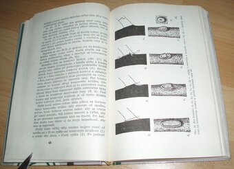 Rez a tvarovanie ovocných drevín - 7