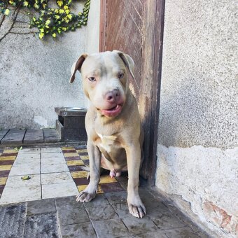 Americký pitbulterier pitbul pitbull silver lilac rare Topp - 7