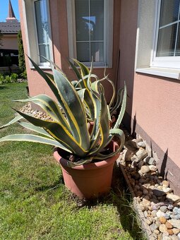 Agave americana ‘Marginata’ - 7