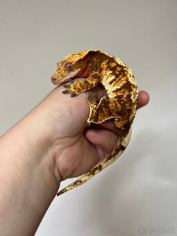 Pagekón riasnatý - Correlophus ciliatus red - 7
