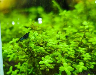 Krevetky neocaridina - 7