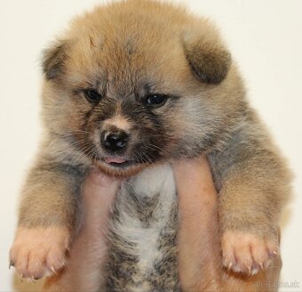 Akita inu šteniatka s rodokmeňom - 7
