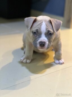 🐾 American Bully Pocket – štěňata na prodej 🐾 - 7