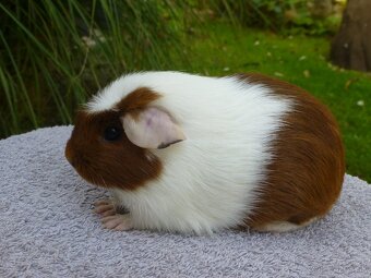 Morčiatka s rodokmeňom - 7