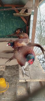 Bažant poľovný - 7