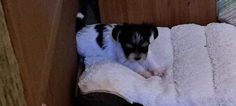 Yorkshire terier biewer - 7