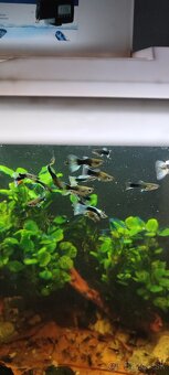 Slimák Brotia herculea +Gupky - 7