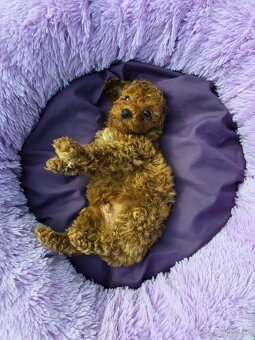 Pudlik, pudel toy-mini -Poodle - 7