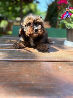 Cavapoo - 7