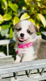 Welsh Corgi Pembroke - 7