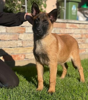 Belgický ovčiak- Malinois s PP - 7