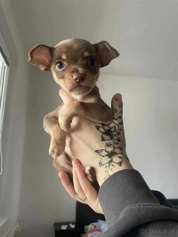 ČIVAVA ŠTENIATKÁ🐾 - 7