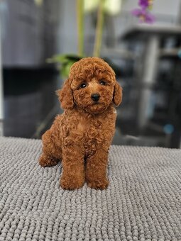 Trpasličí pudl, pudel, Miniature Poodle - 7