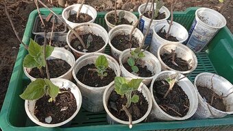 Paulownia Tomentosa - 7