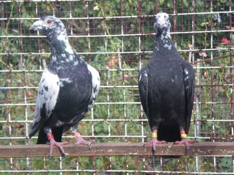 Predám poštové holuby - 7