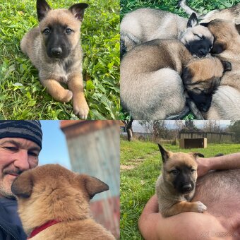 Belgický ovčiak - šteniatka - 7