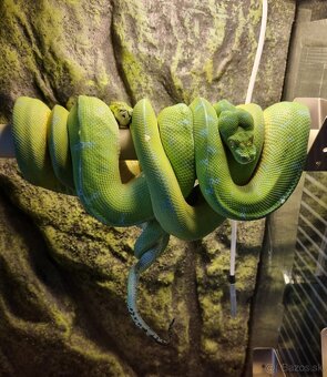 Morelia Viridis - 7