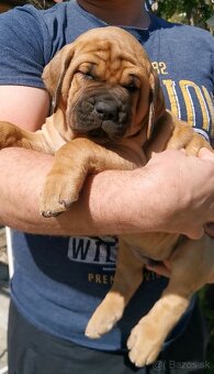 Tosa inu štěnata - přijímáme rezervace - 7