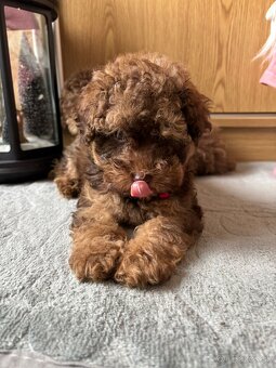 Pudel pudlik toy - 7