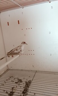 Holúbky diamantove straky - 7