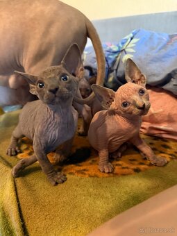Sphynx mačiatka - 7