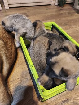 Predám šteniatka - 7