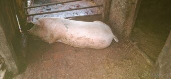 Predám prasatá - 7