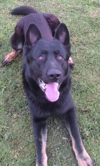 nemecký ovčiak - 7