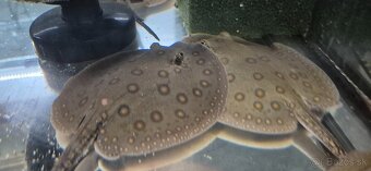 Potamotrygon motoro - 7