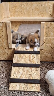Akita Inu - šteniatka s rodokmeňom - 7