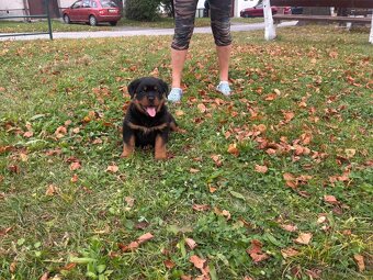 Rottweiler, rotvajler, rtw - 7