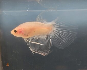Bojovnica, betta, samec - 7