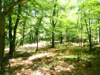 NA PREDAJ: Pozemok (rekreačný) 1000m2, možnosť výstavby chat - 7