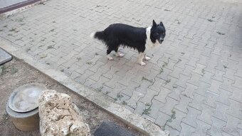Border Kólie, čiernobiela, trikolór... - 7