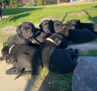 Cane corso - 7
