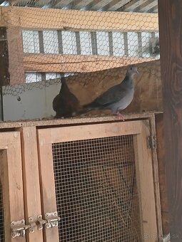 Hrdlička temná - 7